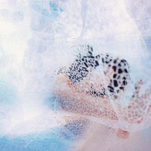 巜裸体舞会台湾DVD
