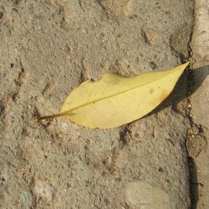 巜裸体舞会台湾DVD
